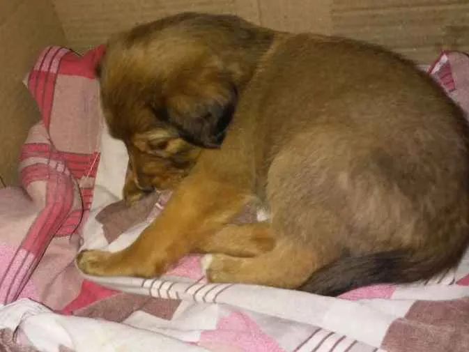 Cachorro ra a  idade 2 a 6 meses nome Bella