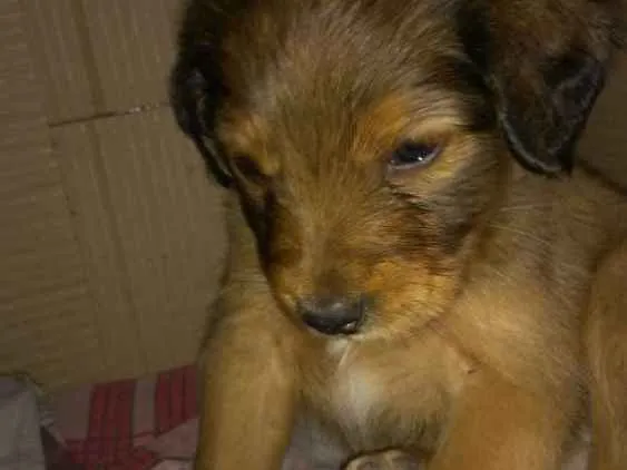 Cachorro ra a  idade 2 a 6 meses nome Bella