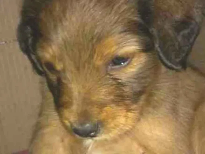 Cachorro ra a  idade 2 a 6 meses nome Bella