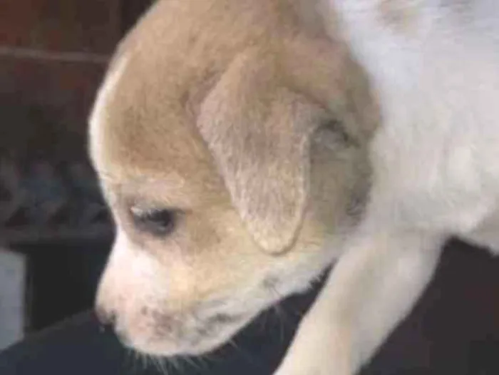 Cachorro ra a Pai labrador com mae vira lata idade 2 a 6 meses nome Ainda não tem