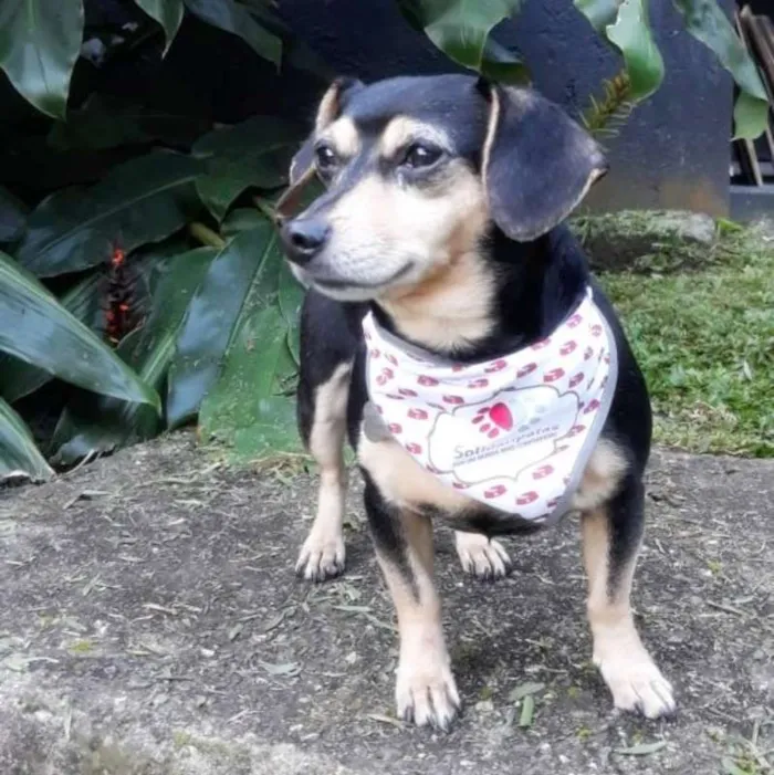 Cachorro ra a Srd idade 3 anos nome Luck