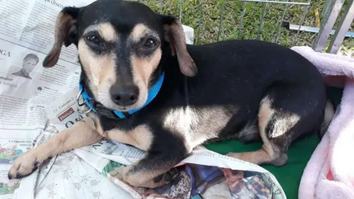 Cachorro ra a Srd idade 3 anos nome Luck