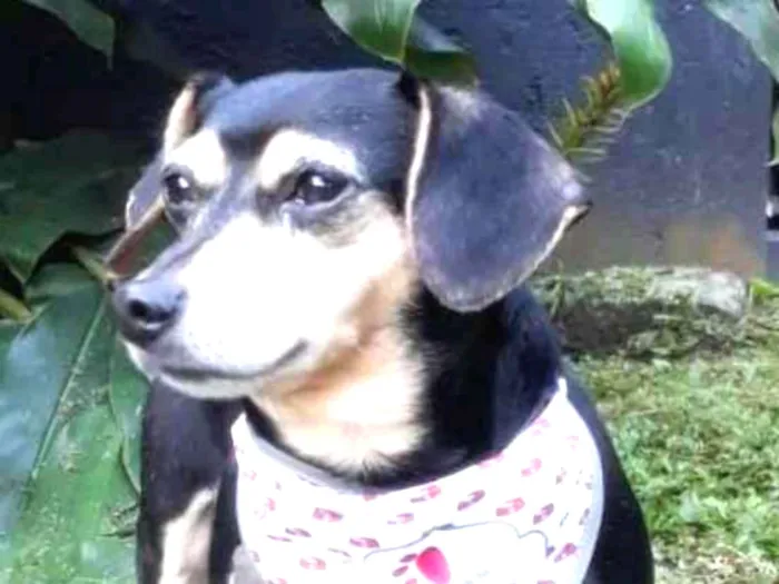 Cachorro ra a Srd idade 3 anos nome Luck