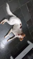 Doli