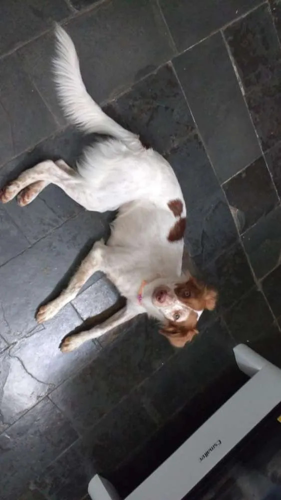 Cachorro raça Vira lata idade 2 anos nome Doli