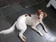 Doli