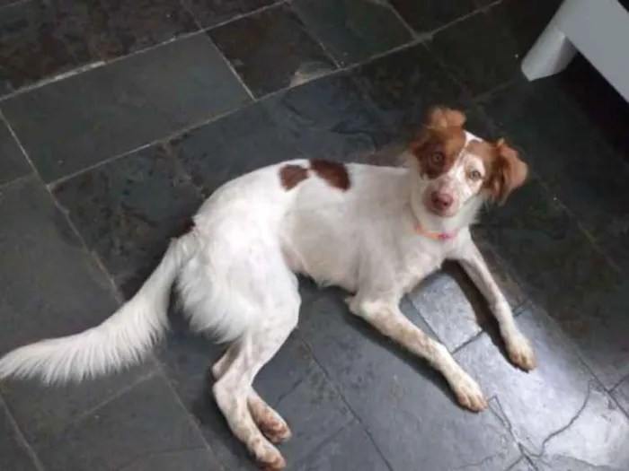 Cachorro raça Vira lata idade 2 anos nome Doli