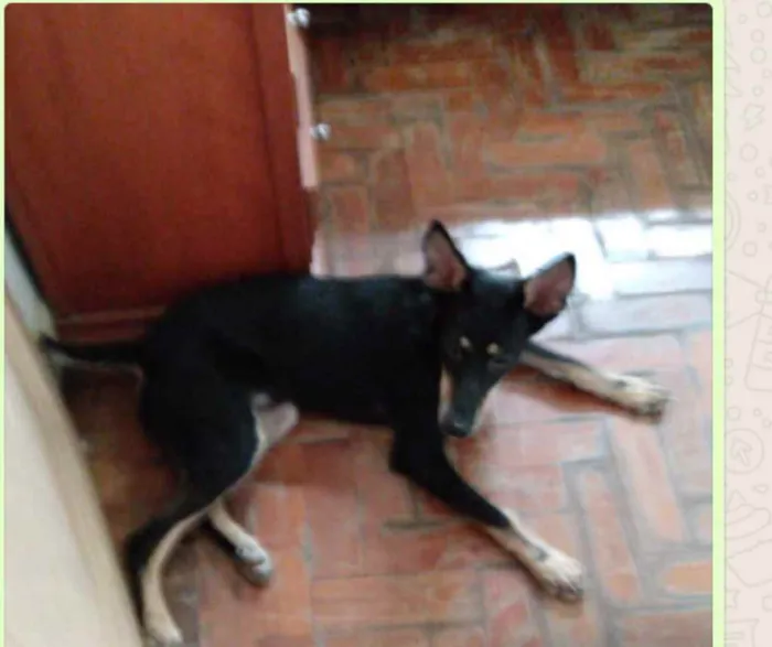 Cachorro ra a SRD idade 1 ano nome Sem nome