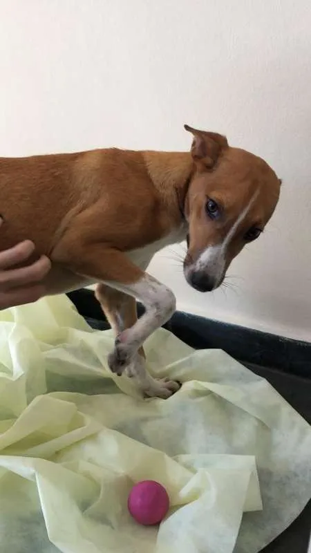 Cachorro ra a  idade 7 a 11 meses nome raposinha