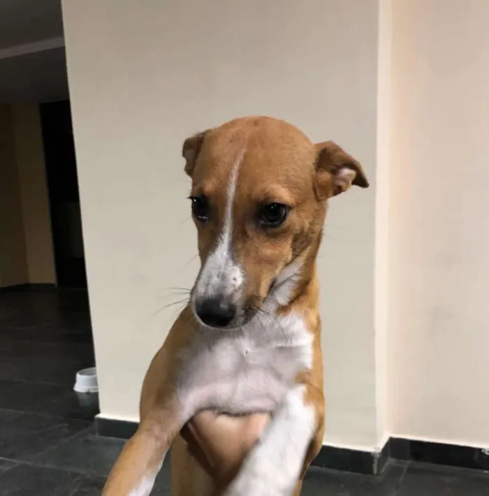 Cachorro ra a  idade 7 a 11 meses nome raposinha