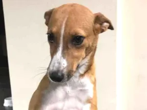 Cachorro raça  idade 7 a 11 meses nome raposinha