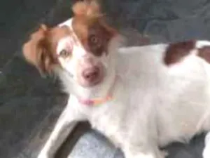 Cachorro raça Vira lata idade 2 anos nome Doli