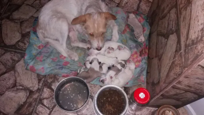 Cachorro ra a Misturado idade Abaixo de 2 meses nome A mãe se chama lola