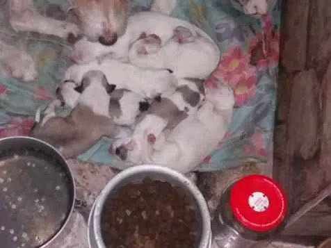 Cachorro ra a Misturado idade Abaixo de 2 meses nome A mãe se chama lola