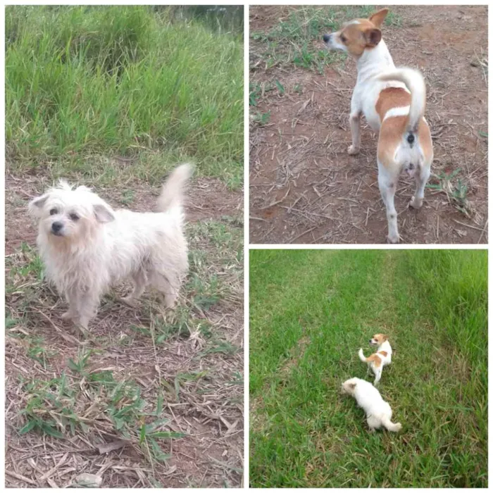 Cachorro ra a Ilhasa/ Lhasa com Pinscher idade 5 anos nome Laiza e Shopia