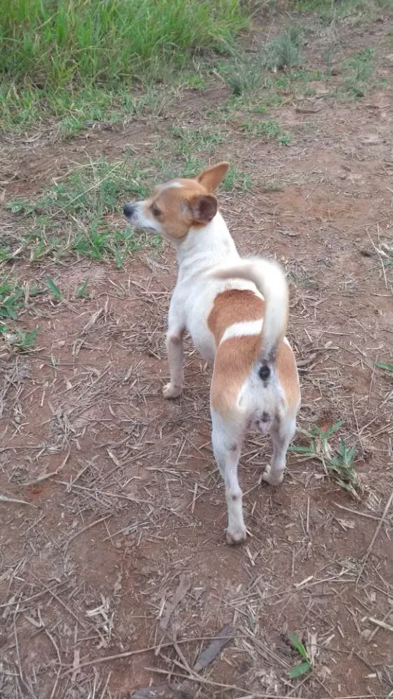 Cachorro ra a Ilhasa/ Lhasa com Pinscher idade 5 anos nome Laiza e Shopia