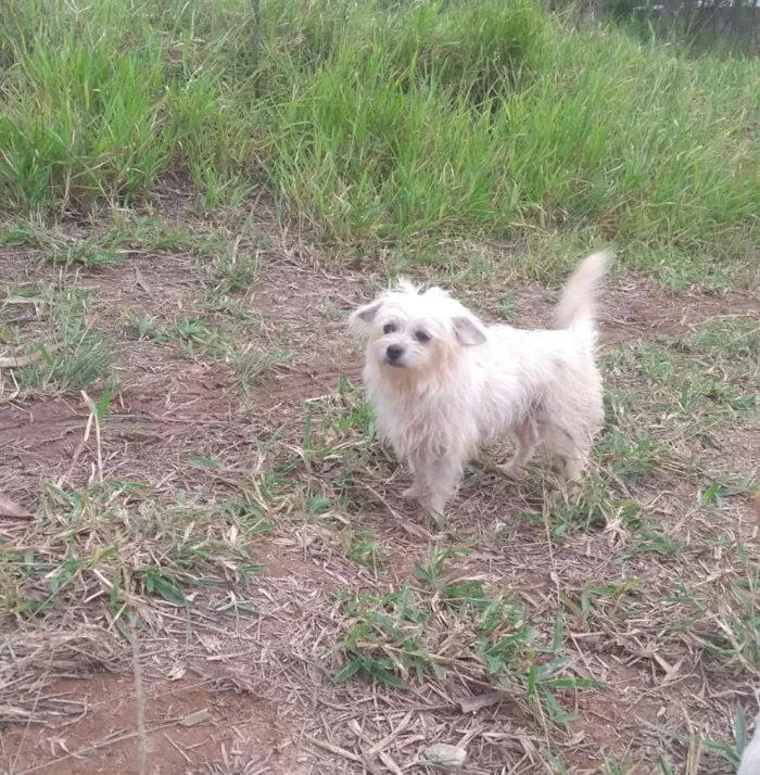Cachorro ra a Ilhasa/ Lhasa com Pinscher idade 5 anos nome Laiza e Shopia
