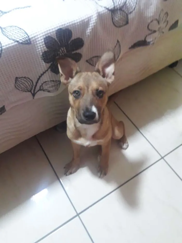 Cachorro ra a Sem raça definida idade 2 a 6 meses nome Linda