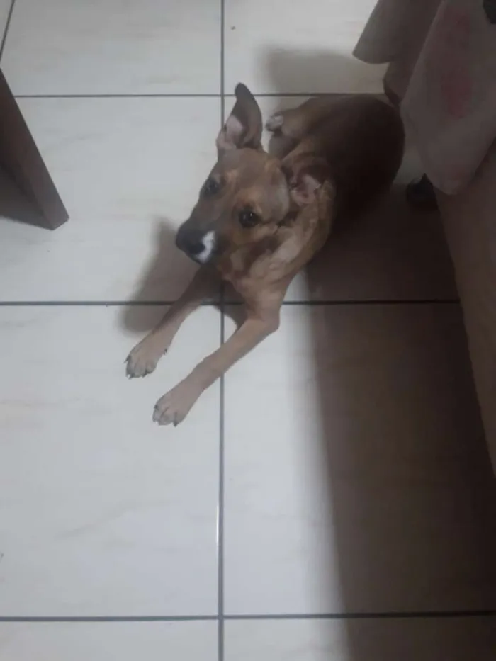 Cachorro ra a Sem raça definida idade 2 a 6 meses nome Linda