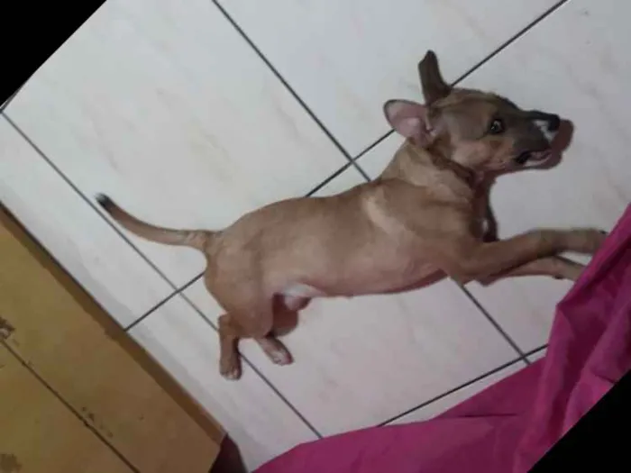 Cachorro ra a Sem raça definida idade 2 a 6 meses nome Linda