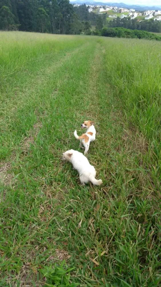 Cachorro ra a Ilhasa/ Lhasa com Pinscher idade 5 anos nome Laiza e Shopia