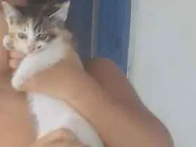 Gato ra a Sem Raça idade 2 a 6 meses nome Não Tem Nome 