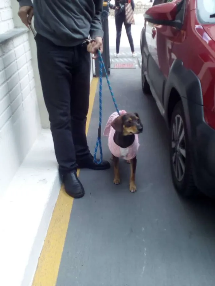 Cachorro ra a SRD idade 1 ano nome Mel