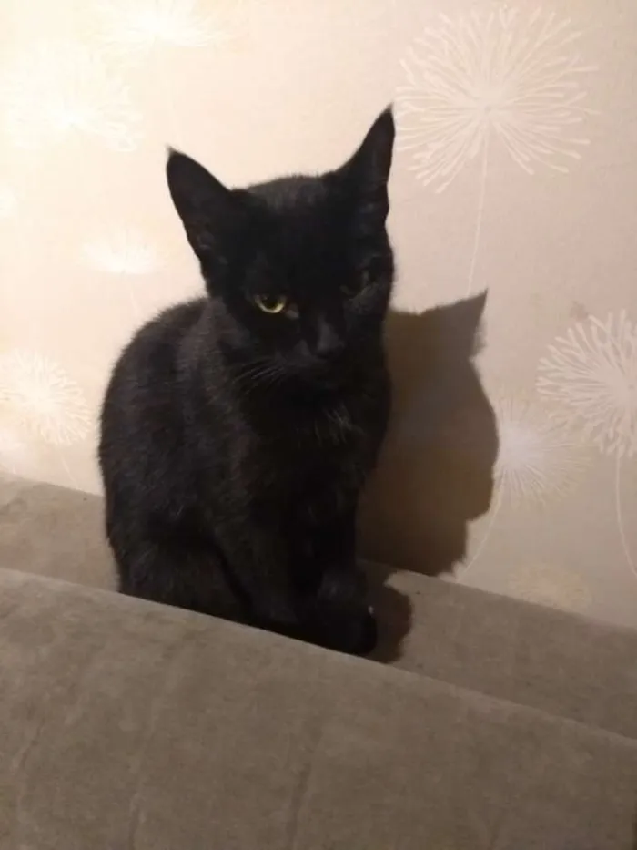 Gato ra a Desconhecida idade 2 anos nome Juma
