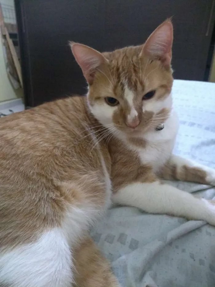 Gato raça Desconhecida idade 1 ano nome Mingal