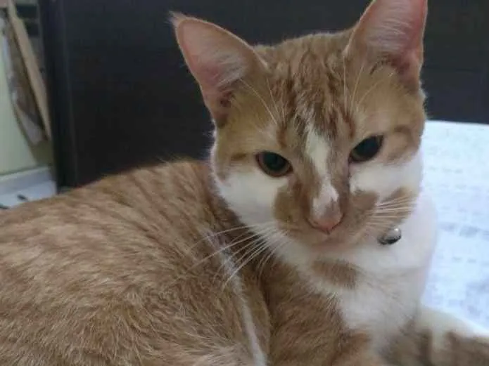 Gato raça Desconhecida idade 1 ano nome Mingal