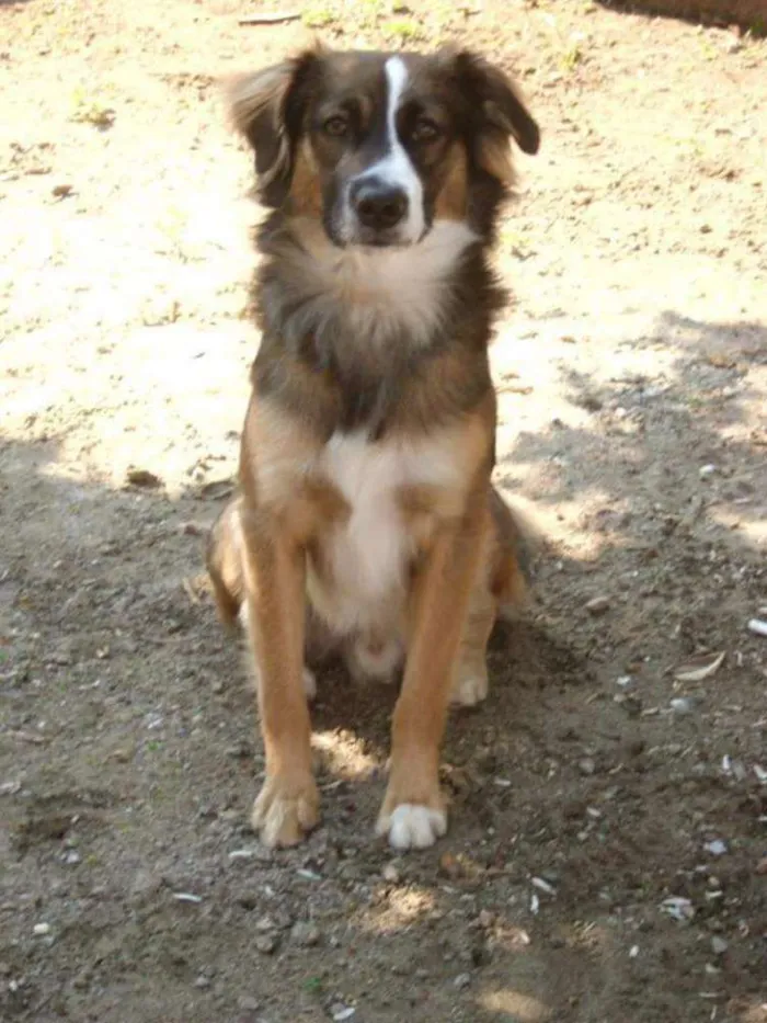 Cachorro ra a SRD idade 6 ou mais anos nome Bili