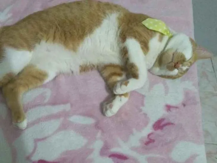Gato raça Desconhecida idade 1 ano nome Mingal