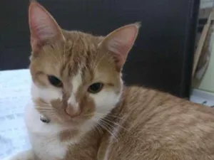 Gato raça Desconhecida idade 1 ano nome Mingal