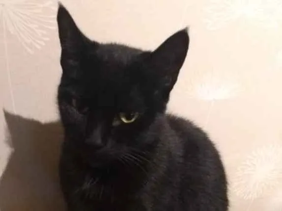 Gato ra a Desconhecida idade 2 anos nome Juma