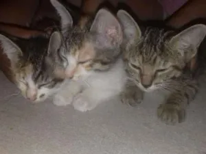 Gato raça Sem Raça idade 2 a 6 meses nome Não Tem Nome 