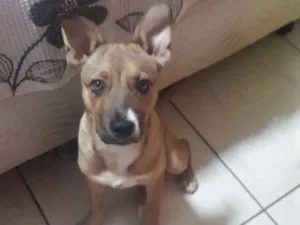 Cachorro raça Sem raça definida idade 2 a 6 meses nome Linda