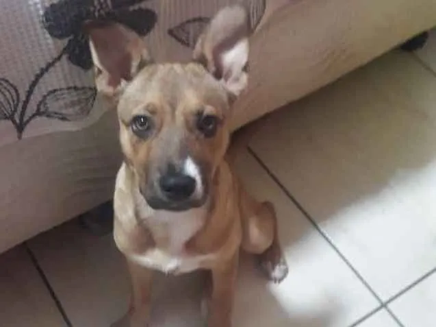 Cachorro ra a Sem raça definida idade 2 a 6 meses nome Linda