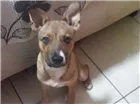 Cachorro raça Sem raça definida idade 2 a 6 meses nome Linda