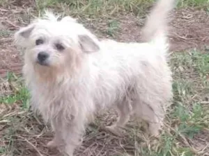 Cachorro raça Ilhasa/ Lhasa com Pinscher idade 5 anos nome Laiza e Shopia