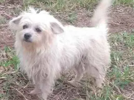 Cachorro ra a Ilhasa/ Lhasa com Pinscher idade 5 anos nome Laiza e Shopia