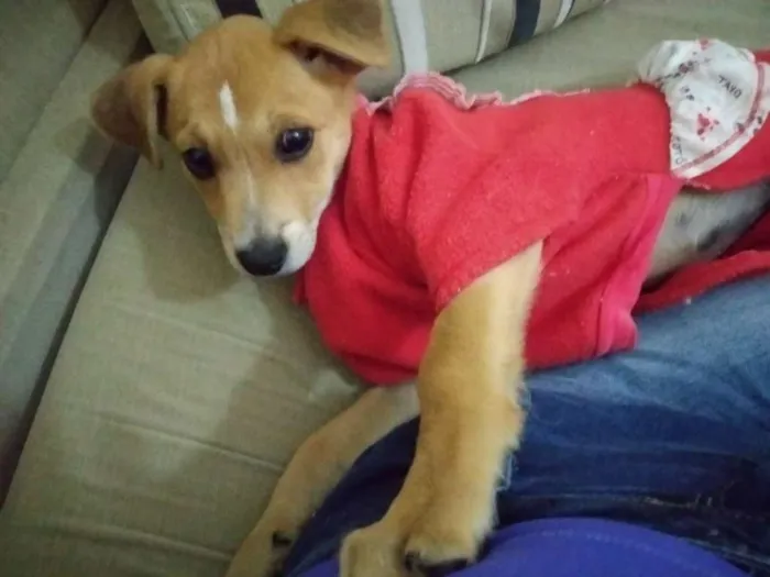 Cachorro ra a Srd idade  nome Sem nome