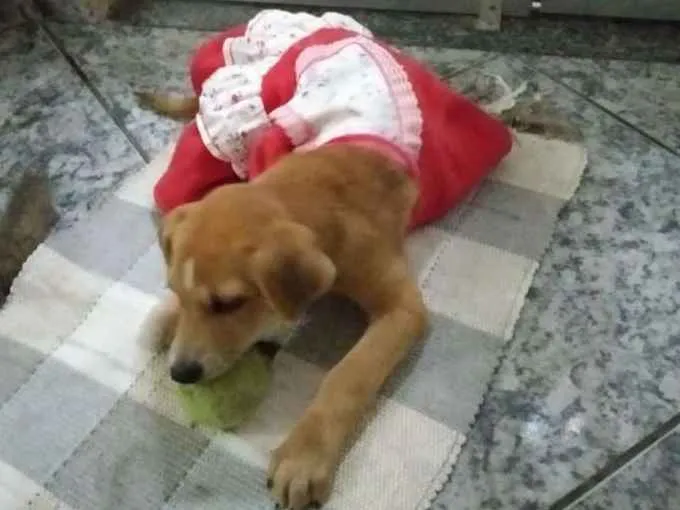 Cachorro ra a Srd idade  nome Sem nome