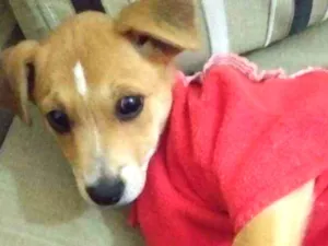 Cachorro raça Srd idade  nome Sem nome