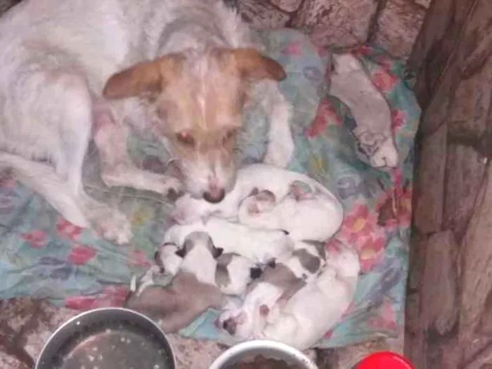 Cachorro ra a Misturado idade Abaixo de 2 meses nome A mãe se chama lola