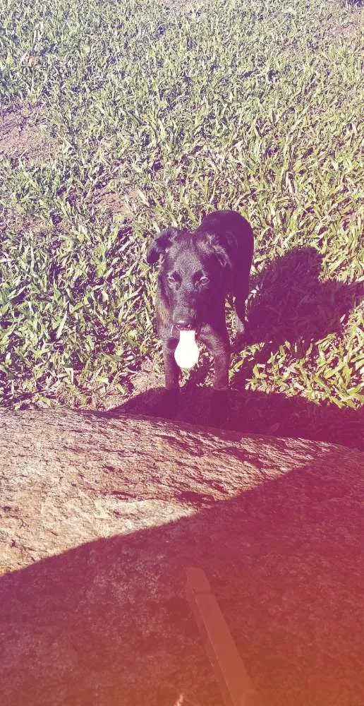 Cachorro ra a  idade 2 a 6 meses nome Luna 