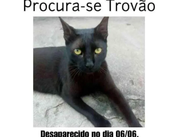 Gato ra a Sem raça  idade 1 ano nome Trovão 