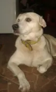 STUART