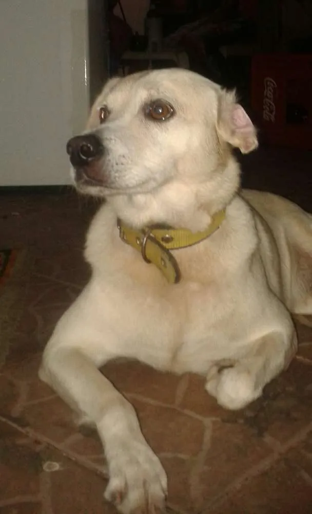 Cachorro ra a  idade 6 ou mais anos nome STUART