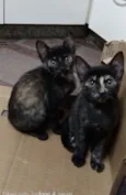 Jujubinhas