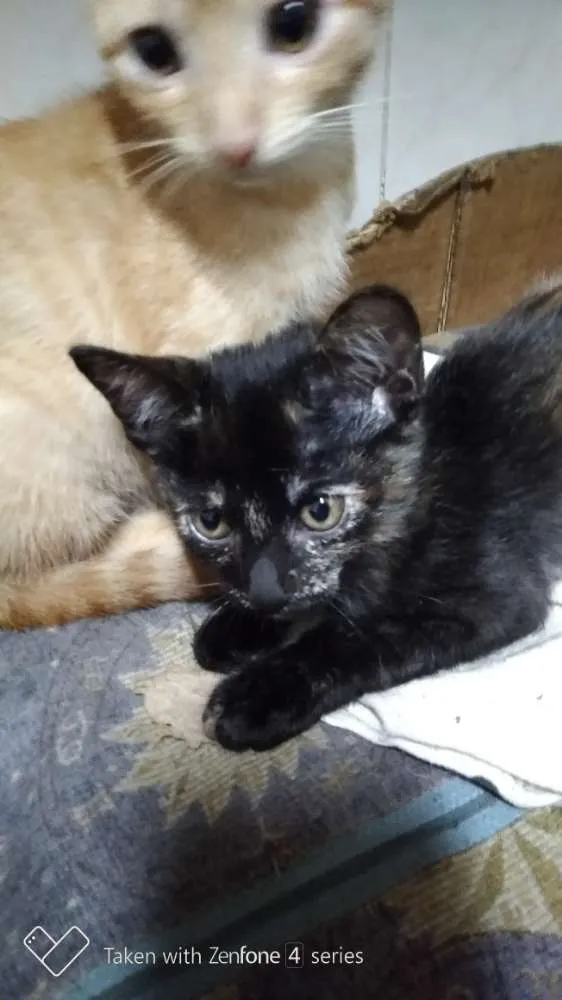 Gato ra a SRD idade 2 a 6 meses nome Jujubinhas